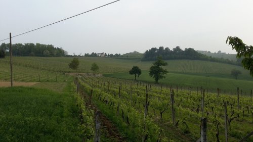 Explotación agrícola en Nizza Monferrato