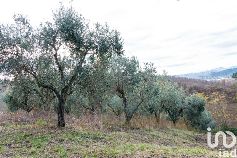 Landwirtschaftliche Fläche in Osimo
