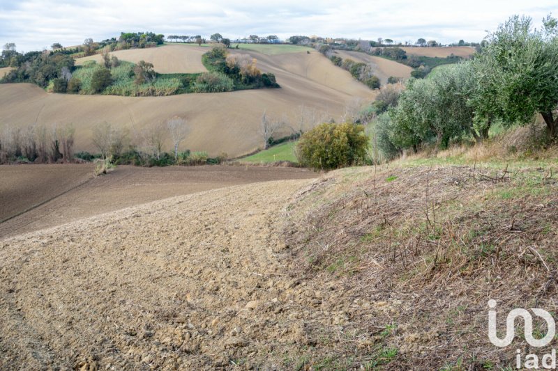 Landbouwgrond in Osimo