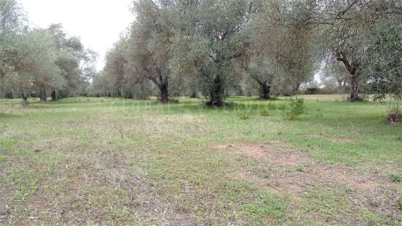 Landbouwgrond in Alghero