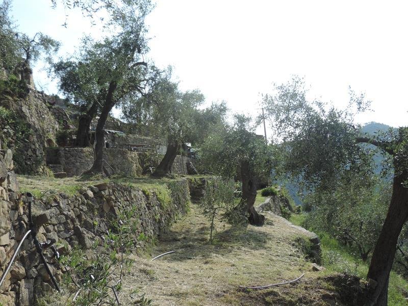 Ferme à Ceriana