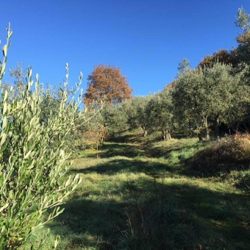 Terreno agrícola en Montepulciano
