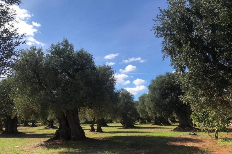 Maison individuelle à Ostuni