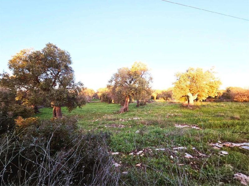 Building plot in Carovigno