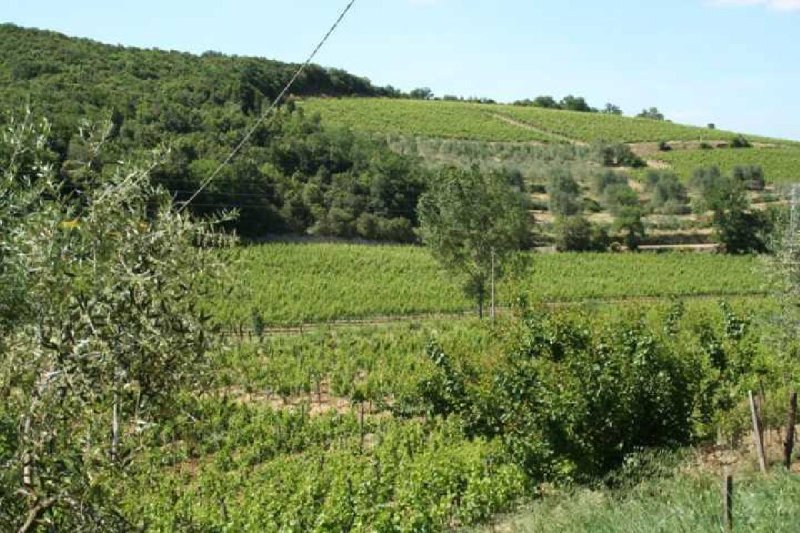 Explotación agrícola en Montalcino