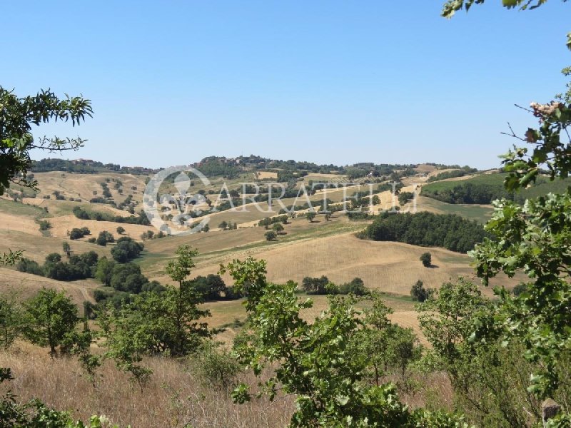 Terreno agrícola em Cinigiano