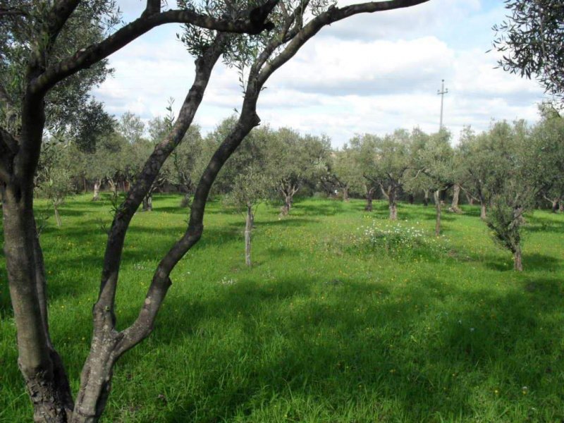 Landwirtschaftliche Fläche in Carlentini